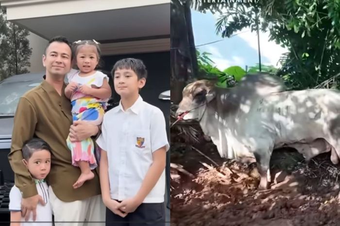 Rafathar Wakili Raffi Ahmad Terima Enam Sapi Kurban Jumbo Saat Malam Iduladha 2026